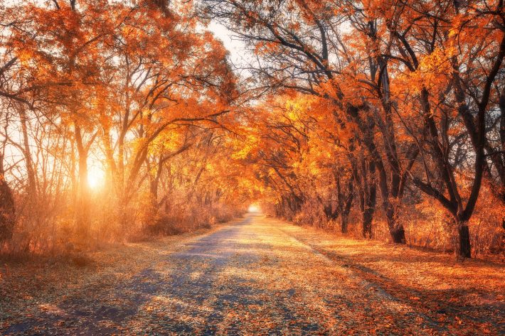 Autumn Forest. Forest With Country Road At Sunset